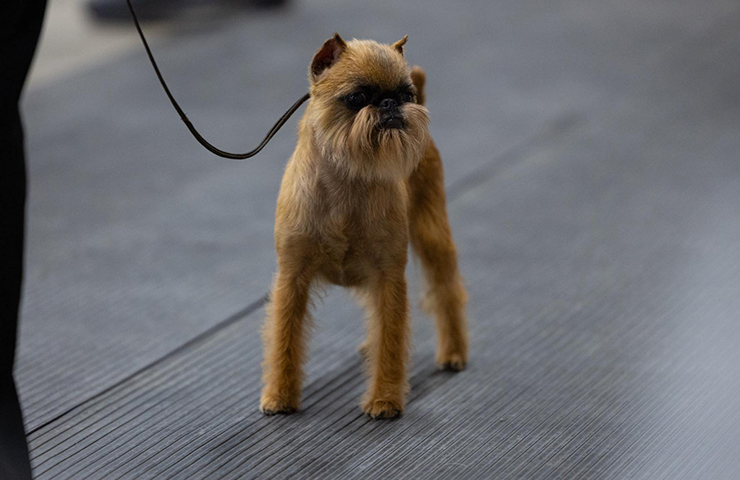 Brussels griffon deals dogs 101